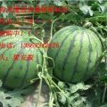 山东禹城京欣西瓜已经成熟 价格合理