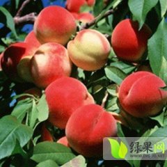 山东泗水春雪：中册镇杨玉同