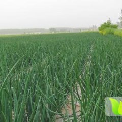 山东梁山黄皮洋葱已大量上市