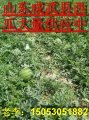 山东成武县西瓜正在大量供应中