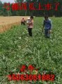 山东成武县弓棚西瓜如成武人那般厚道，值得购买