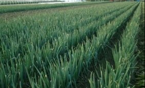 山东安丘铁杆大葱产地价格低，品种全