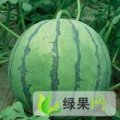 辽宁凌海金城5号西瓜外形好 畅销全国