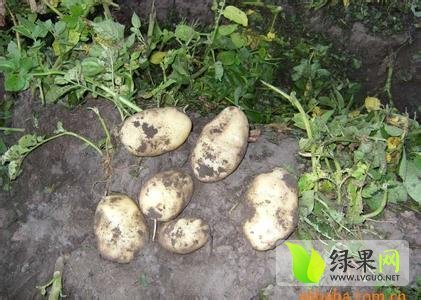 2014年山东平度荷兰十五价格