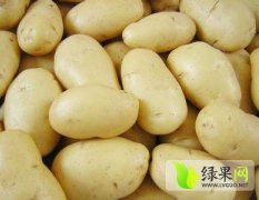 山东微山荷兰十五种植100亩 喜获丰收