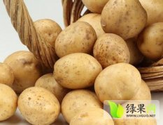 河南开封县荷兰十五土豆大量滞销，价格低廉