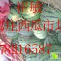 河南开封县京欣西瓜交易市场 现正大量供应