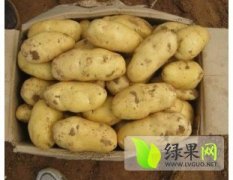 河北定州常年大量供应荷兰十五土豆