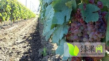 山东单县巨峰葡萄鲜果价格暴跌2左右！