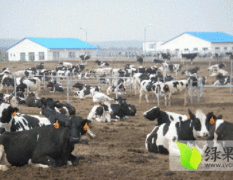 山西忻府长期提供各种良种奶牛