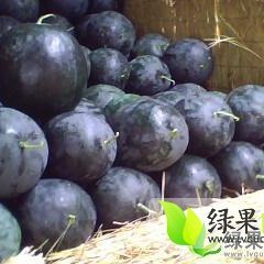 陕西大荔黑皮无籽西瓜上市