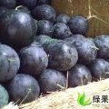 陕西大荔黑皮无籽西瓜上市