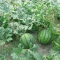 湖北钟祥地雷瓜：官庄湖龚铭