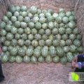 湖北钟祥西瓜供应期为6-9月