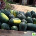 湖北宜城黑美人西瓜大量上市还需一个星期