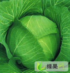 山西祁县圆甘蓝上市 质量有保证