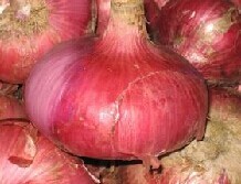 山东寒亭红皮洋葱还有十天左右大量上市