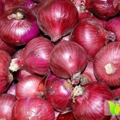 河南通许红皮洋葱：后付闫保安