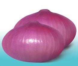 山东金乡红皮洋葱开始陆续上市
