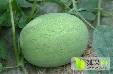 新红宝价格