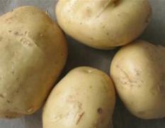 河北新乐荷兰十五土豆已上市