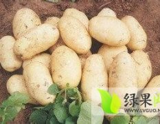 河北围场大白花：朝阳湾王振林