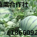 山东郯城8424，京欣已经上市