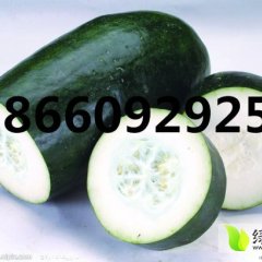 山东郯城子弹头黑皮冬瓜：红花乡张浩