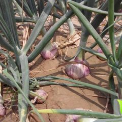 山东惠民红皮洋葱已大量上市