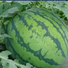 河北唐山市玉田县京欣西瓜 10号开始供应