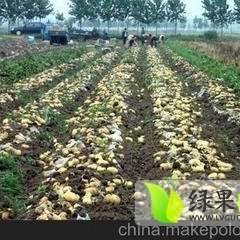 河北新乐荷兰十五：东王镇郝明杰