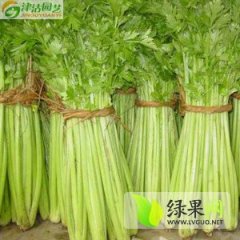 山东加州王（文图拉）：滨州市焦长明