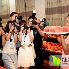 山东蒙阴蒙阴蜜桃现大量上市