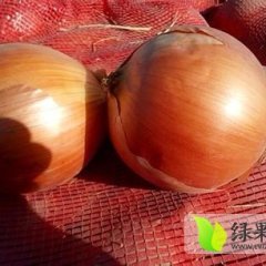 山东平度黄皮洋葱：青岛平吕周