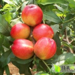 山西万荣曙光：高村乡席旭恒