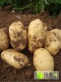 河南通许荷兰土豆上货量很大