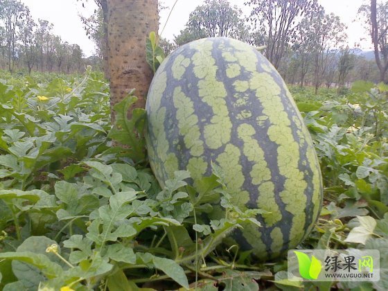 农科大六号价格