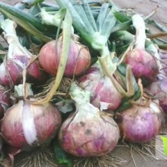 河南虞城自己种植的黄皮洋葱价格随行就市