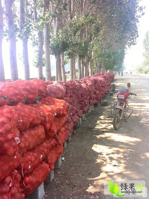 2014年山东安丘红皮洋葱价格