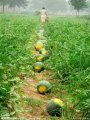 安徽固镇花皮无籽：石湖西徐先生