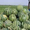 河南开封县龙卷风西瓜已经隆重上市了
