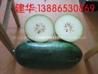 湖北嘉鱼密本南瓜：肖家洲叶建华