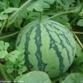 湖北宜城8424西瓜正式上市