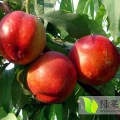陕西大荔中油5号：范家镇杨马武