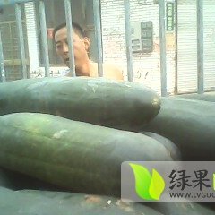 山东滕州子弹头黑皮冬瓜：大坞镇刘近德