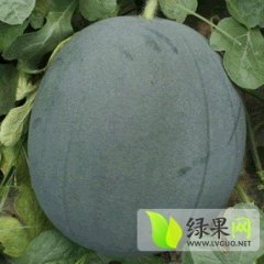 陕西黑皮无子西瓜上市了