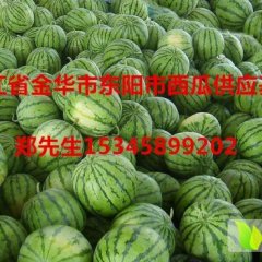 浙江金华市东阳市龙卷风西瓜供应基地