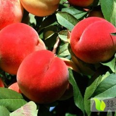 陕西大荔突围毛桃产地货源充足