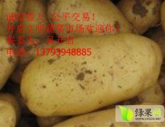 平邑荷兰七号土豆大量上市 价格为0.5元/斤