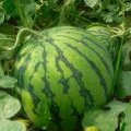 陕西大荔京欣西瓜5---7月份大量供应